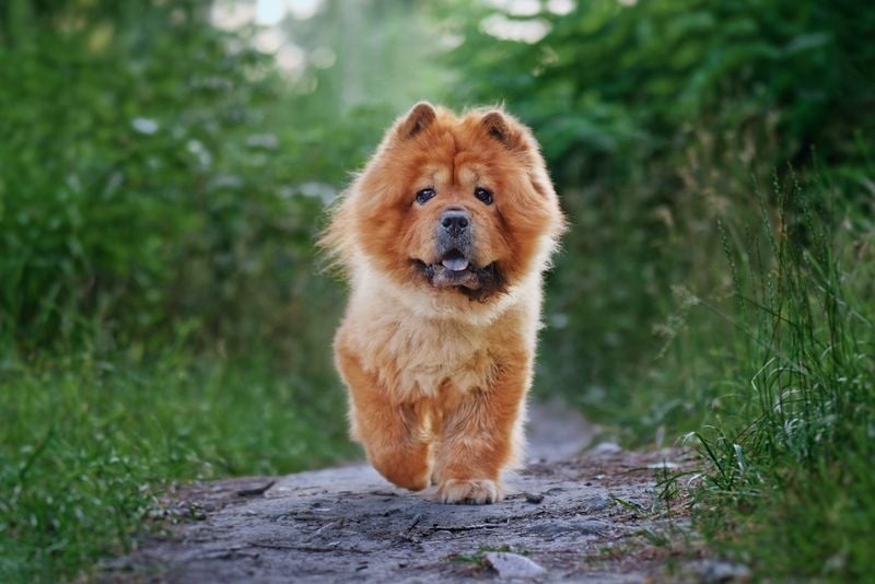 Chow Chow: The Lion-Dog of China
