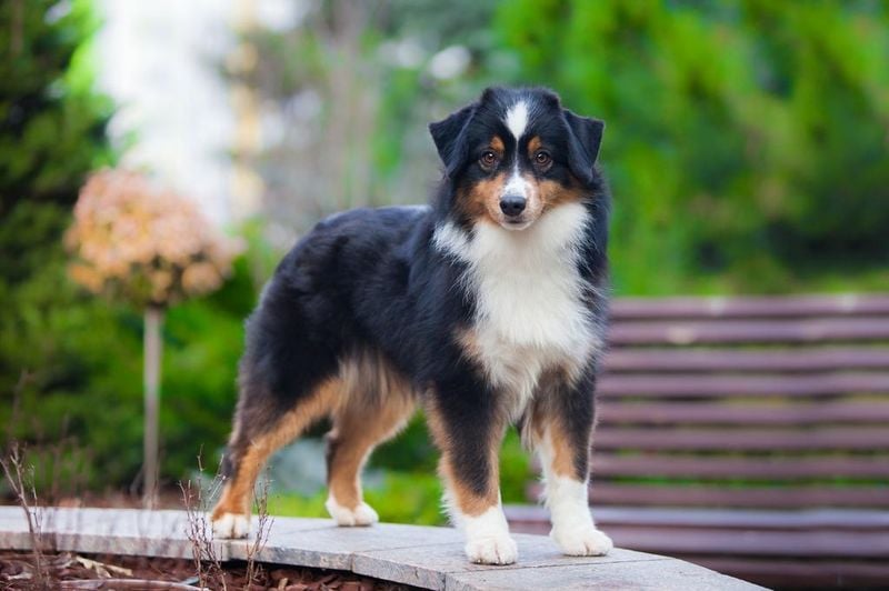 Miniature American Shepherd: The Brilliant Buddy
