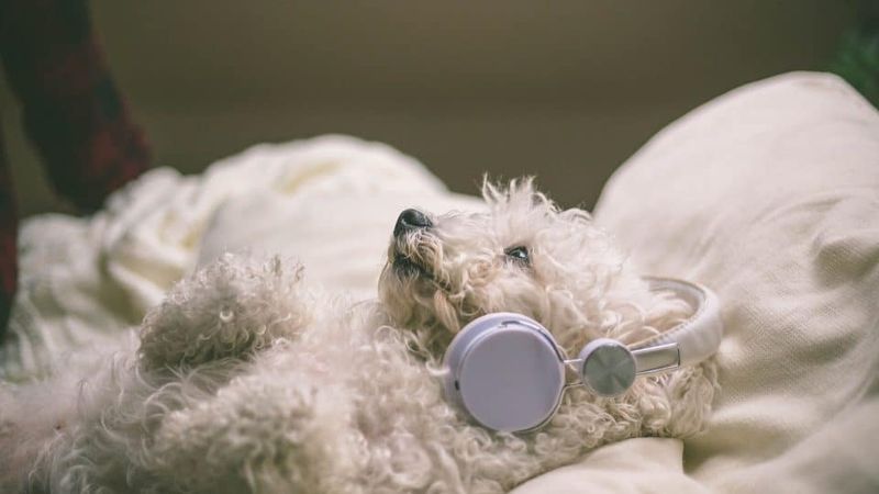 Try Soothing Background Noise
