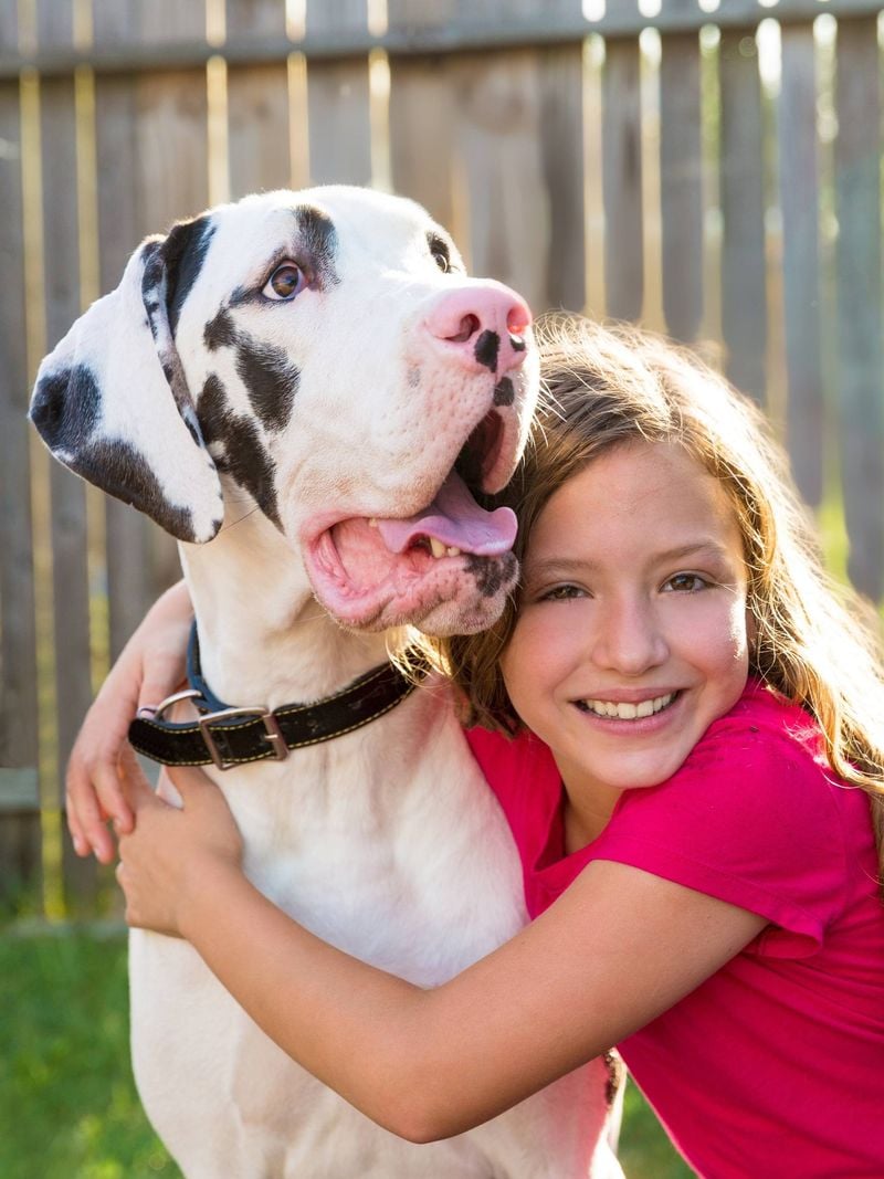 Great Dane