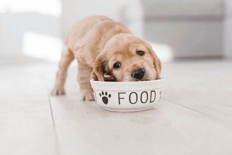 Stock Up on Puppy Food