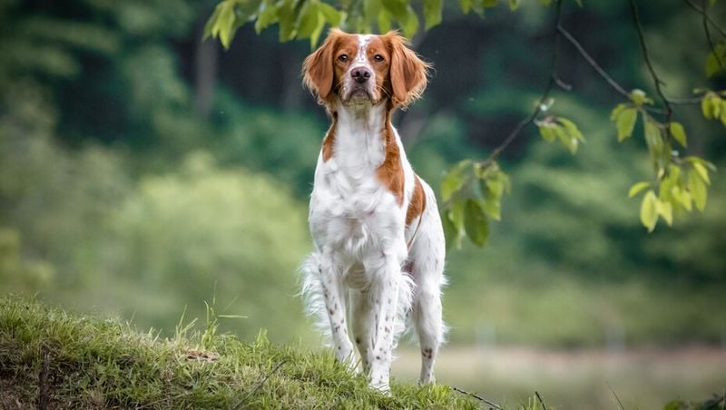 Brittany Spaniel