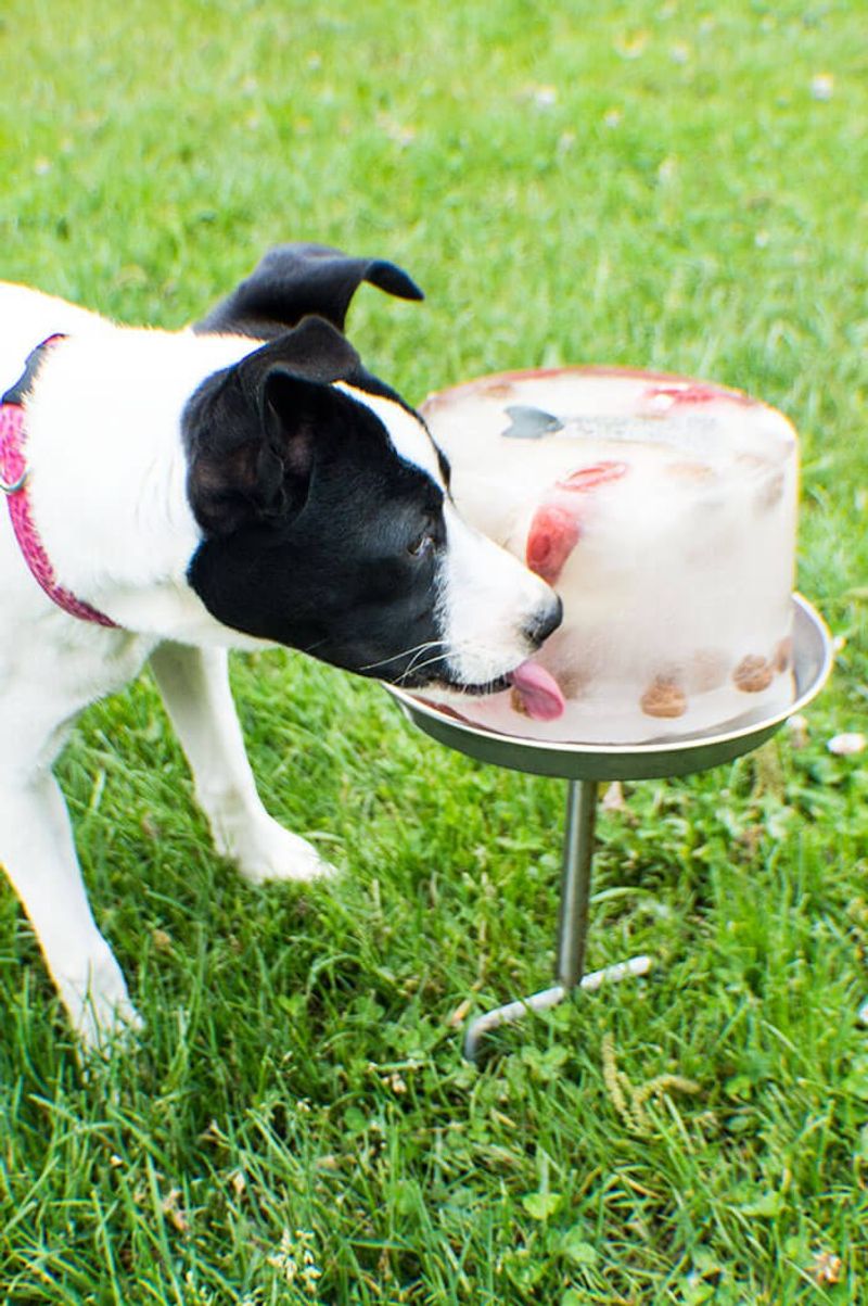 Offer Frozen Treats or Ice Cubes
