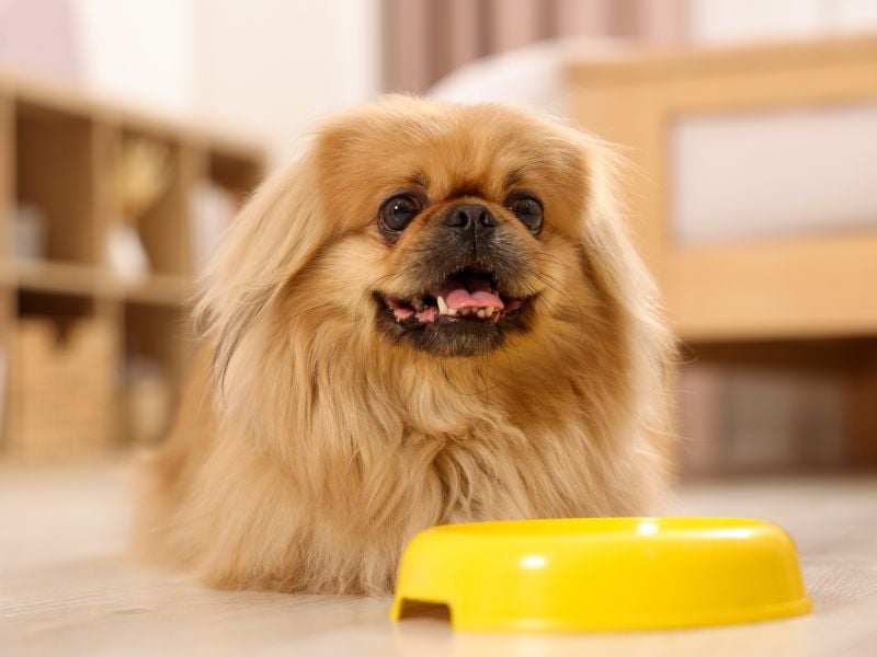 Pekingese: The Imperial Demander