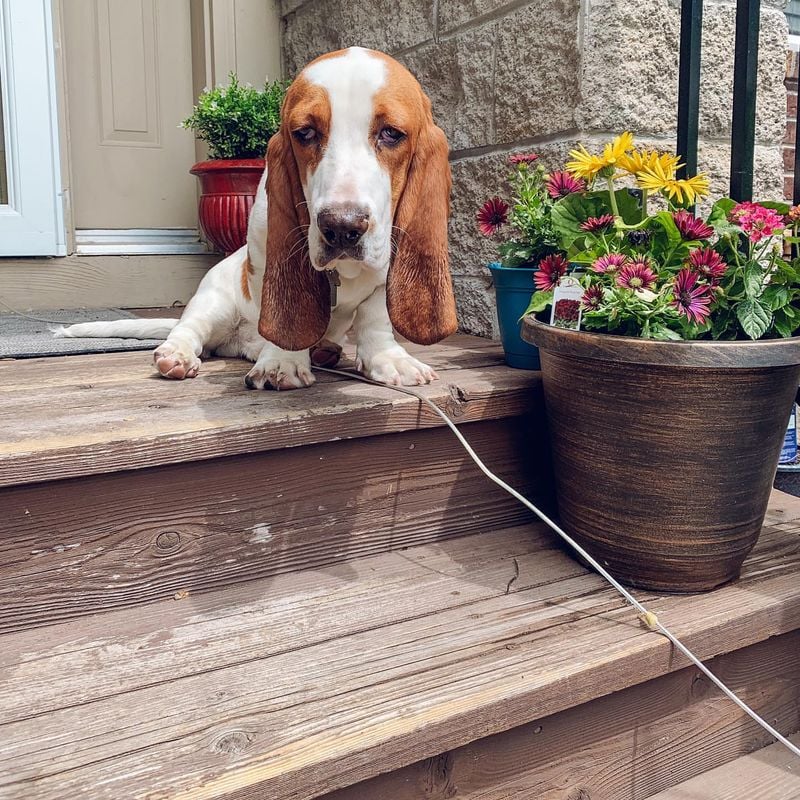 Basset Hound