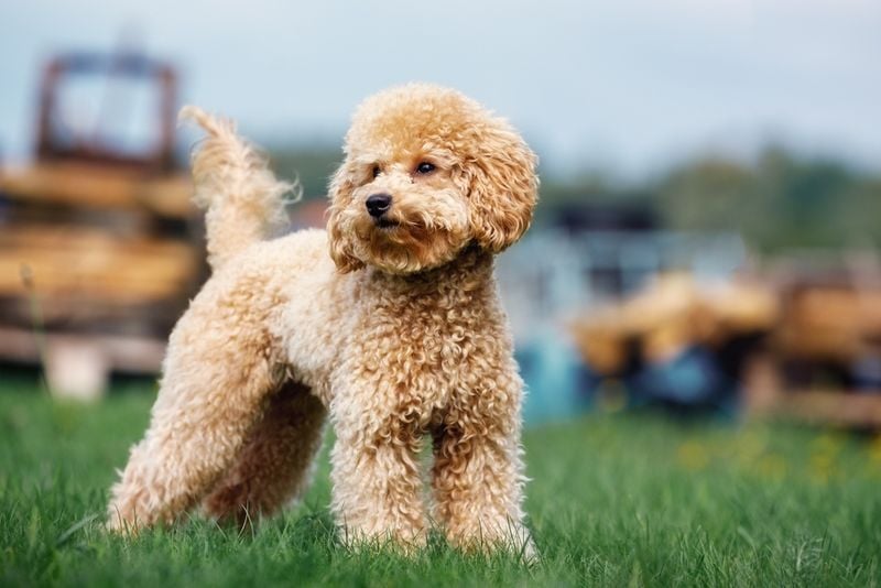 Toy Poodle: Brilliant and Enduring