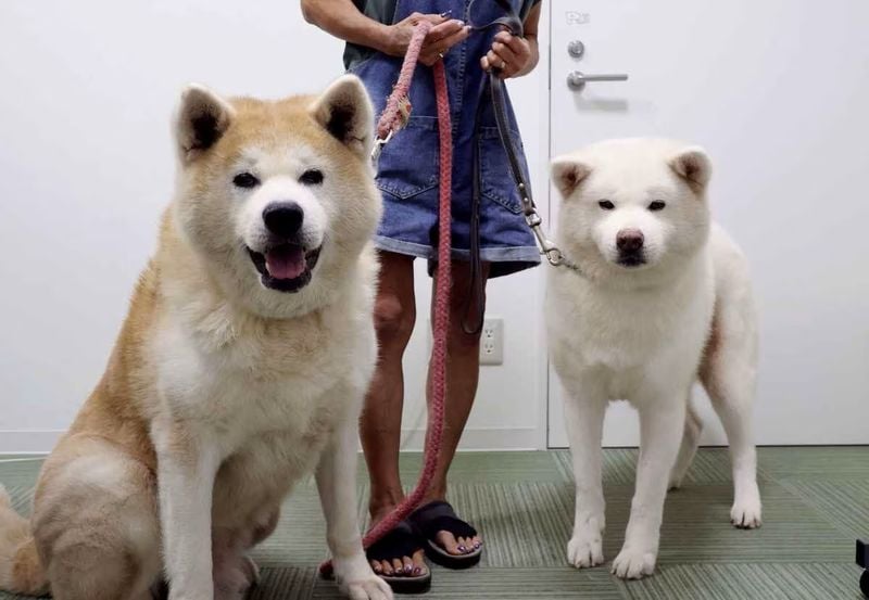 Majestic Akita