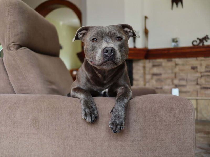 Staffordshire Bull Terrier