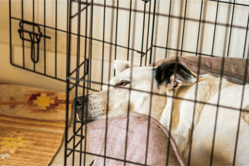 Provide a Safe, Quiet Space