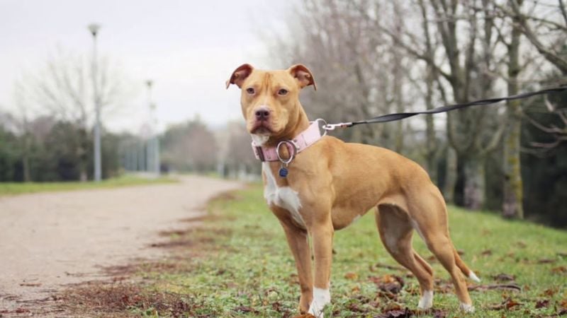 Fawn - The Golden Sweetheart
