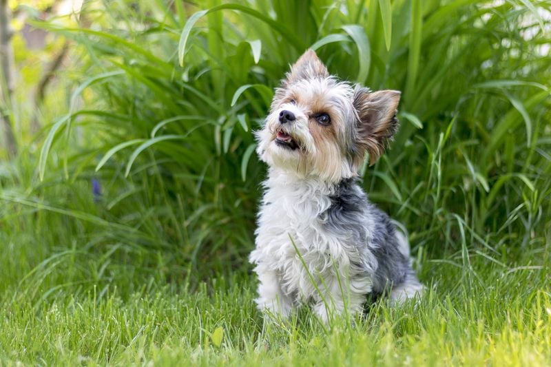 Biewer Terrier