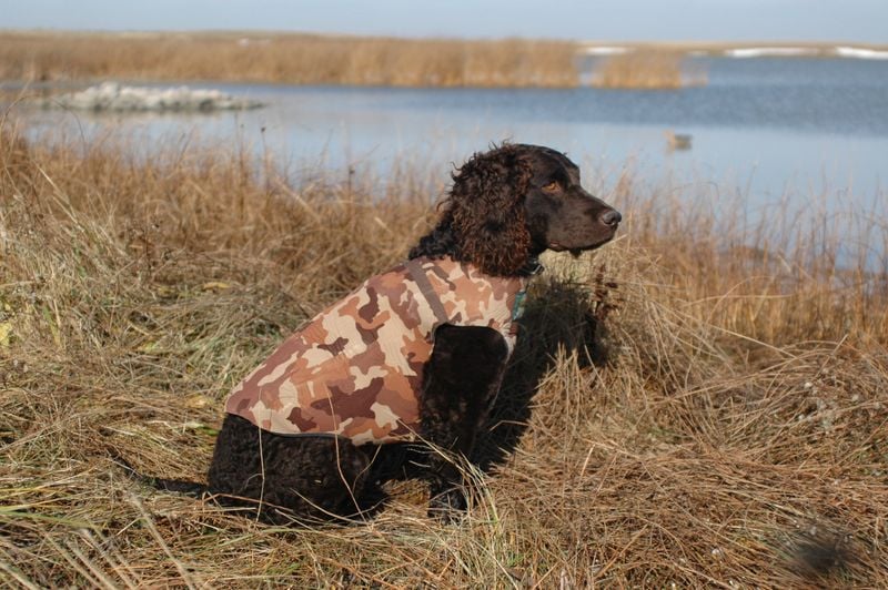 American Water Spaniel: The Versatile Midwestern Swimmer
