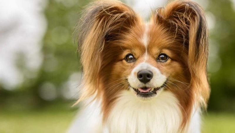 Papillon: The Butterfly-Eared Genius