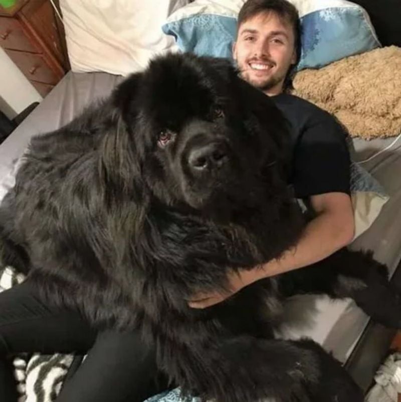 Newfoundland: The Snuggle Bear