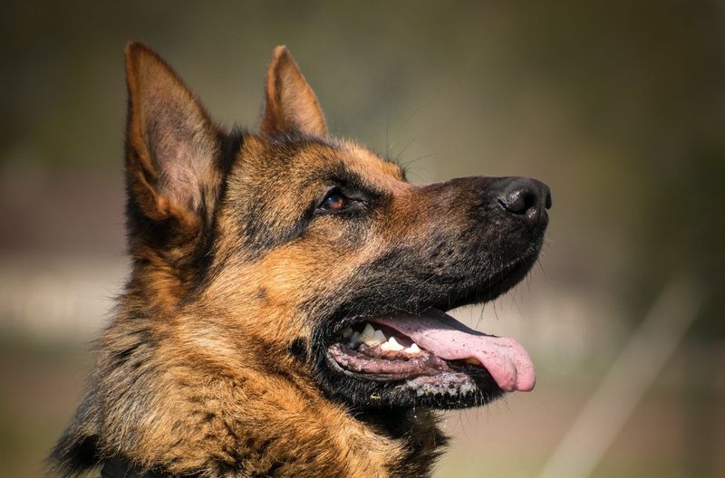 German Shepherd: Working Dogs Require Purpose