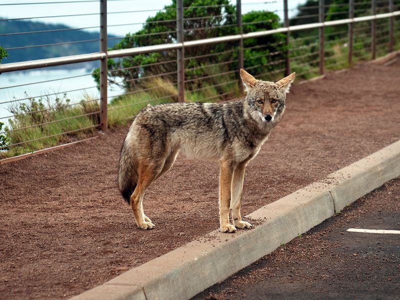Do Not Run Toward or Away From the Coyote