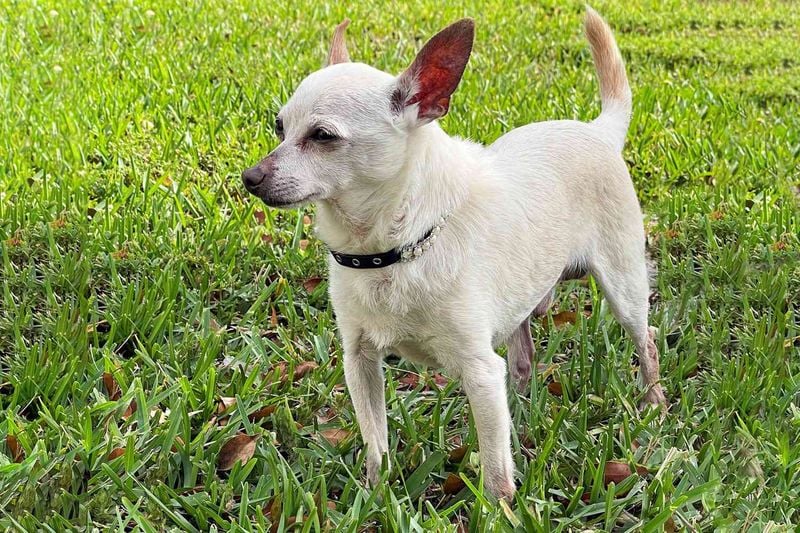 Chihuahua: Tiny Dog, Giant Lifespan
