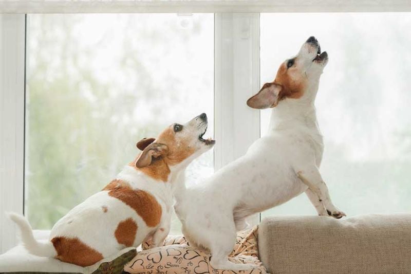 Every Dog Has a Unique 