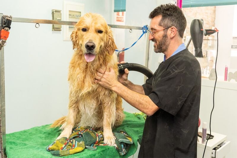 Practice Handling and Grooming