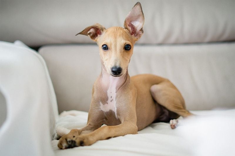 Italian Greyhound: Sleek Speedsters With Surprising Cleanliness