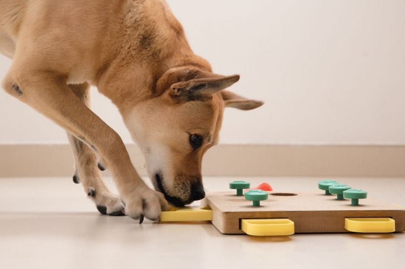 Skipping Mental Stimulation