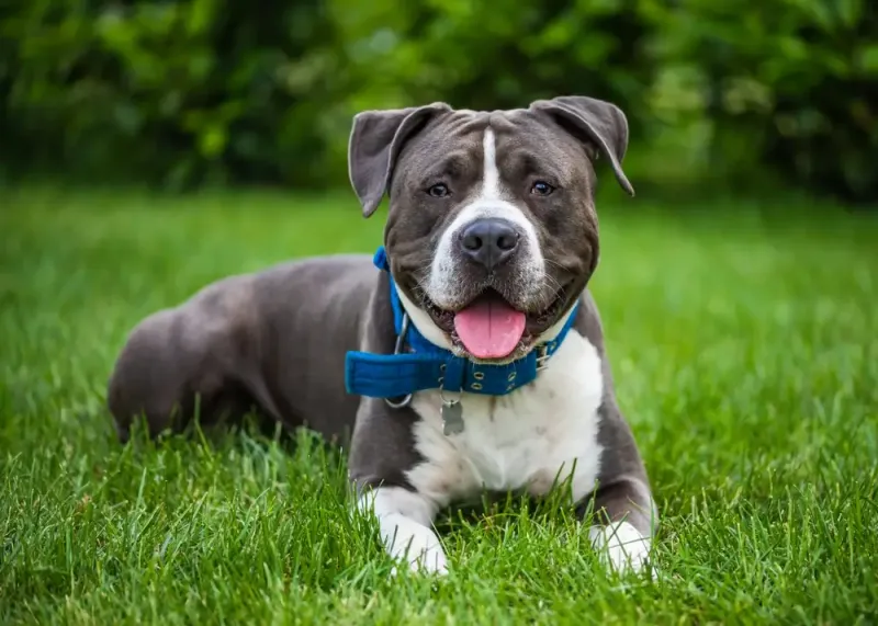 Staffordshire Bull Terrier: The Smaller Lookalike
