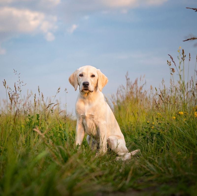 Labrador Retriever: Your Ride-or-Die Companion