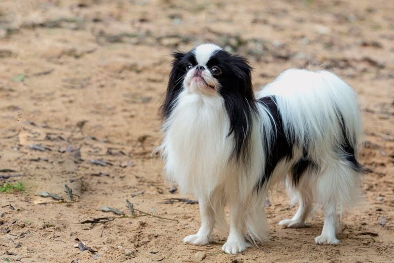 Dainty Aristocrats: Japanese Chins