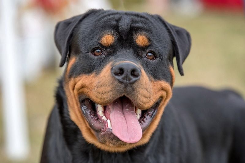 The Confident Guardian: Rottweiler