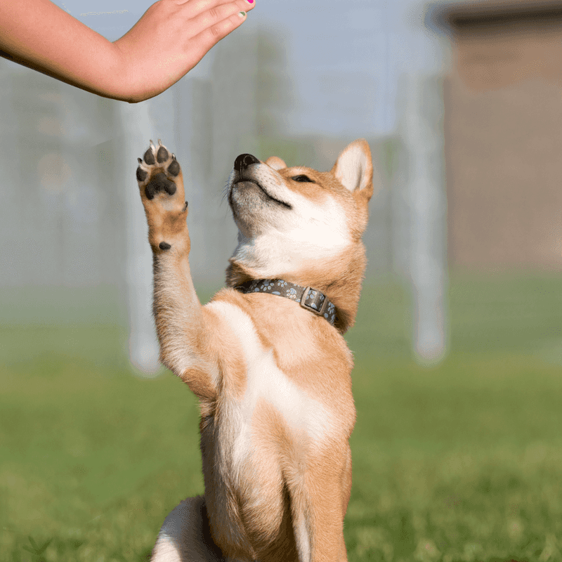 Puppies Can’t Learn Until They’re Older