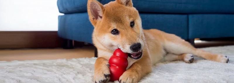Chewing During Teething or Boredom