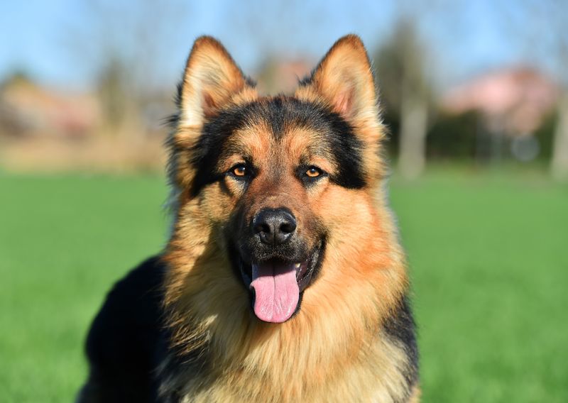 ISTJ – German Shepherd