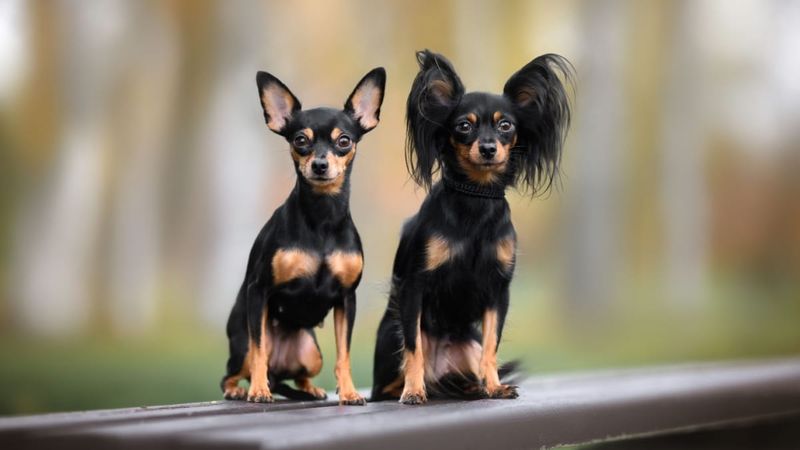 Russian Toy Terrier: Elegant Miniature Marvel