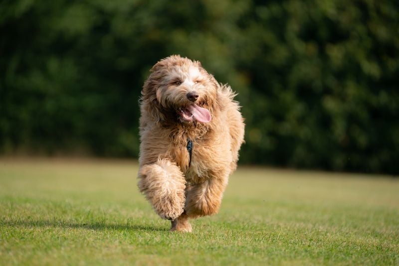 Labradoodle: The Friendly All-Star