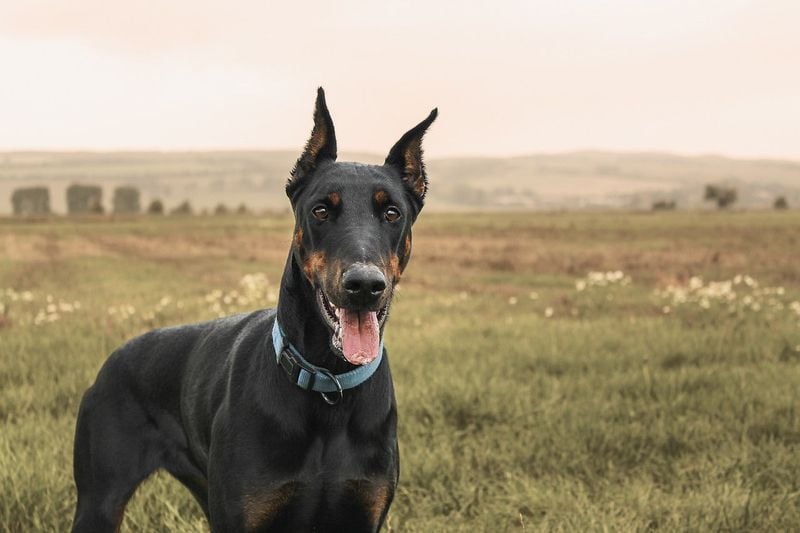 Doberman Pinscher: The Vigilant Velcro Dog
