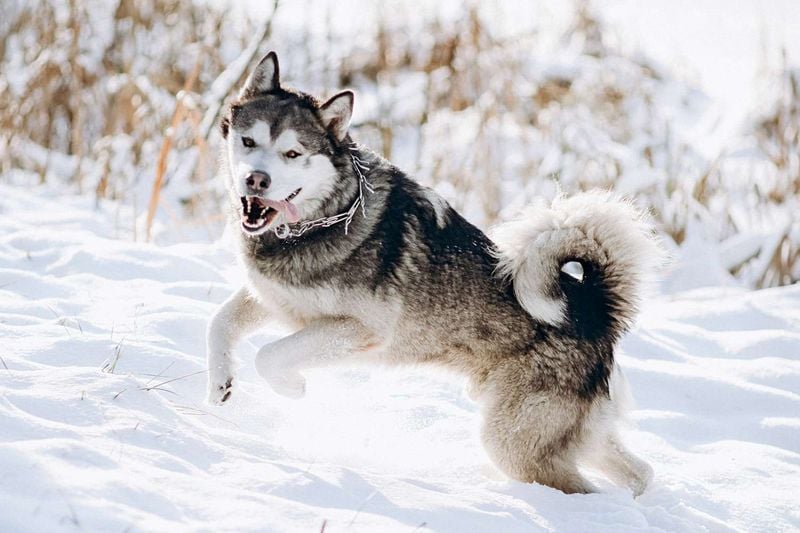 Alaskan Malamute