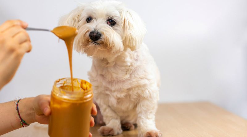 Peanut Butter (Unsweetened, Xylitol-Free)