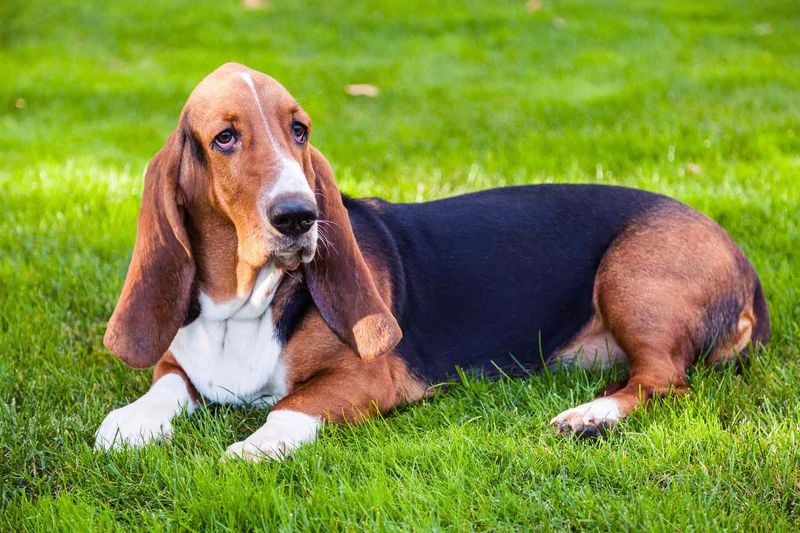 Basset Hound: The Laid-Back Lounger