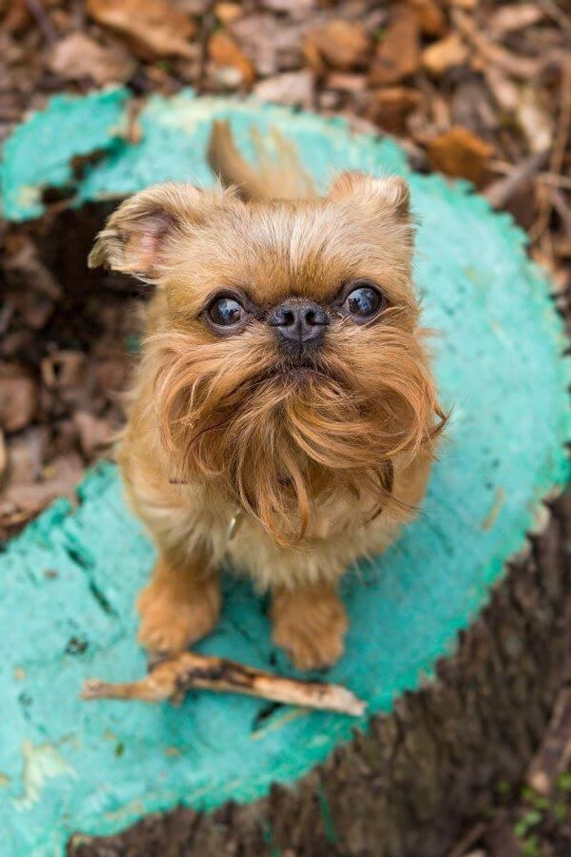 Brussels Griffon