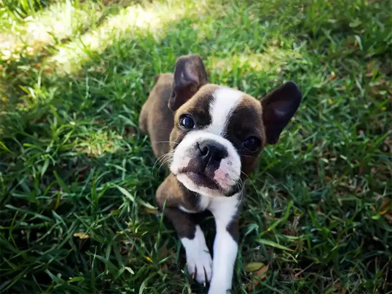 Boston Terrier: The Dapper Gentleman