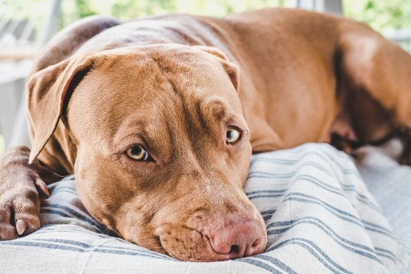 American Pit Bull Terrier: The Misunderstood Emotional Rock