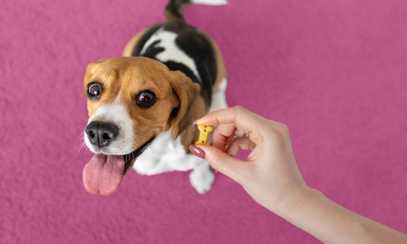 Giving Praise and Treats for Good Behavior
