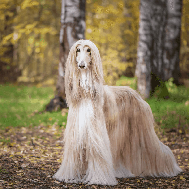 Afghan Hound: Glamorous Silk Curtains