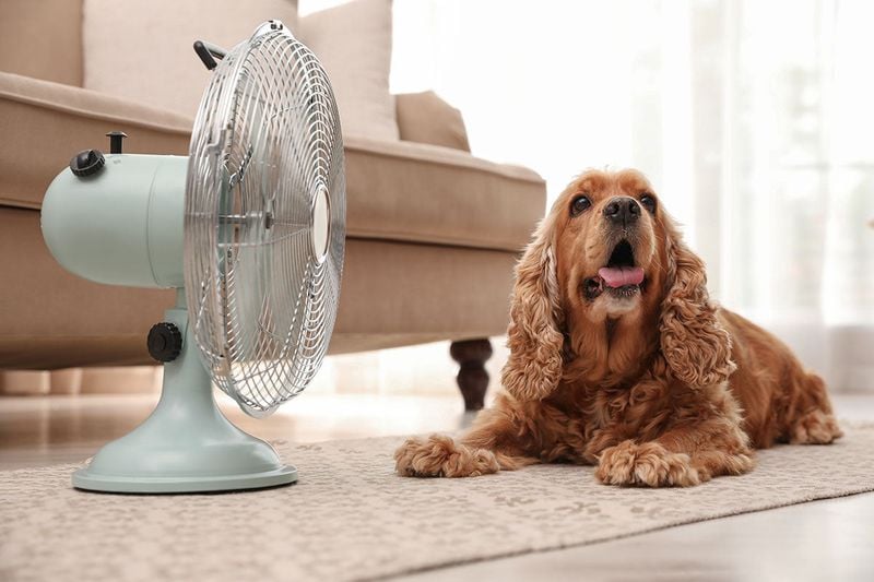 Fans Alone Won't Cool Your Canine