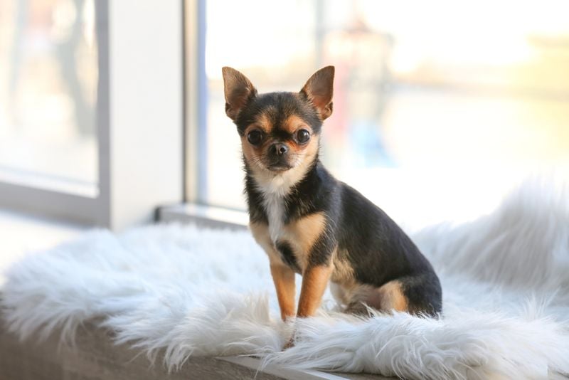 Chihuahua: Pocket-Sized Emotional Support