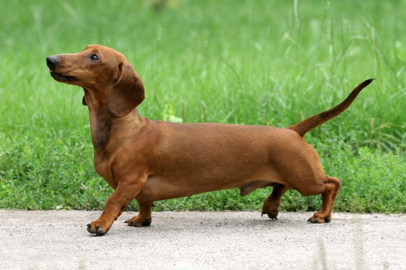 Dachshund