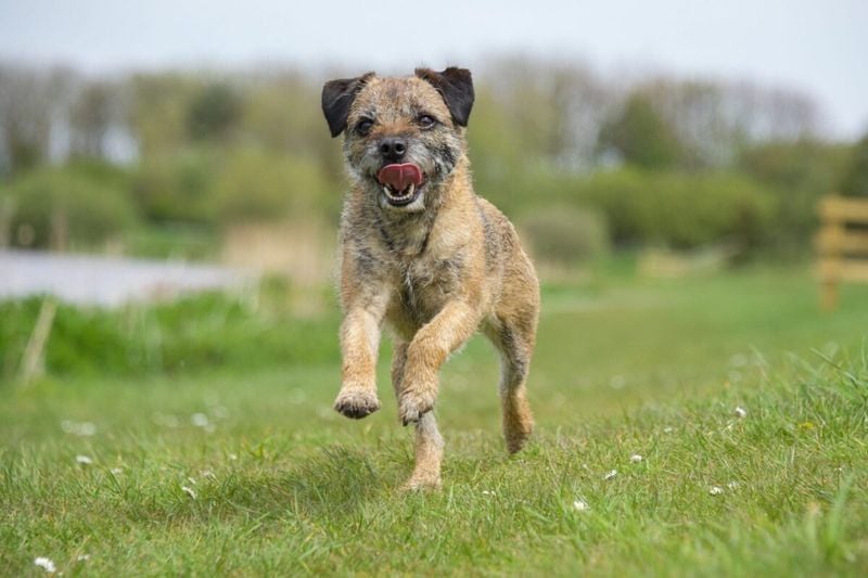 Border Terrier