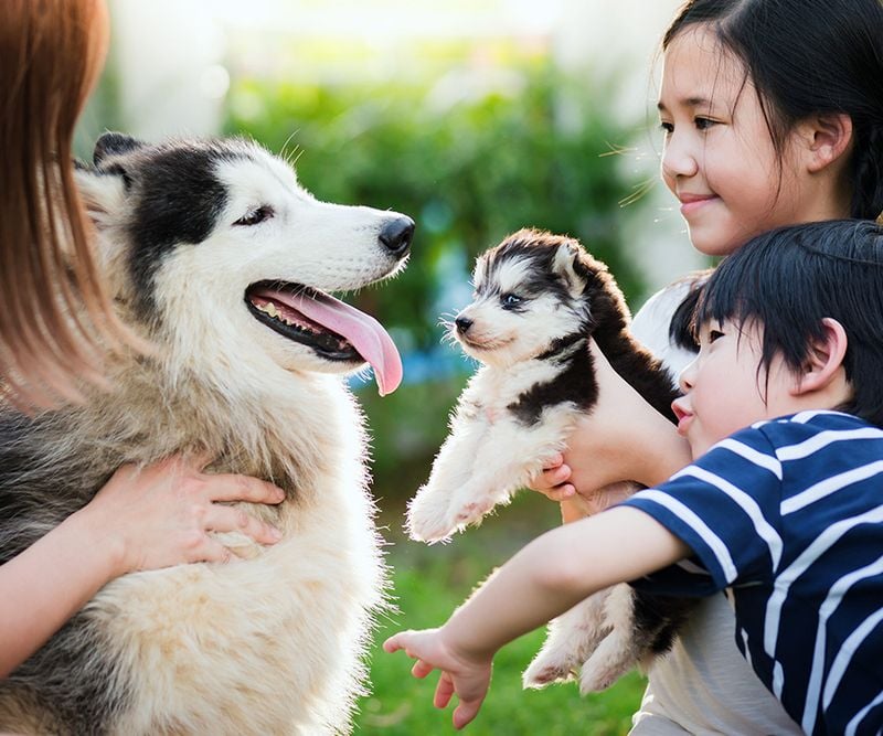 Early Socialization With Humans and Other Animals