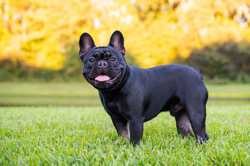 French Bulldog