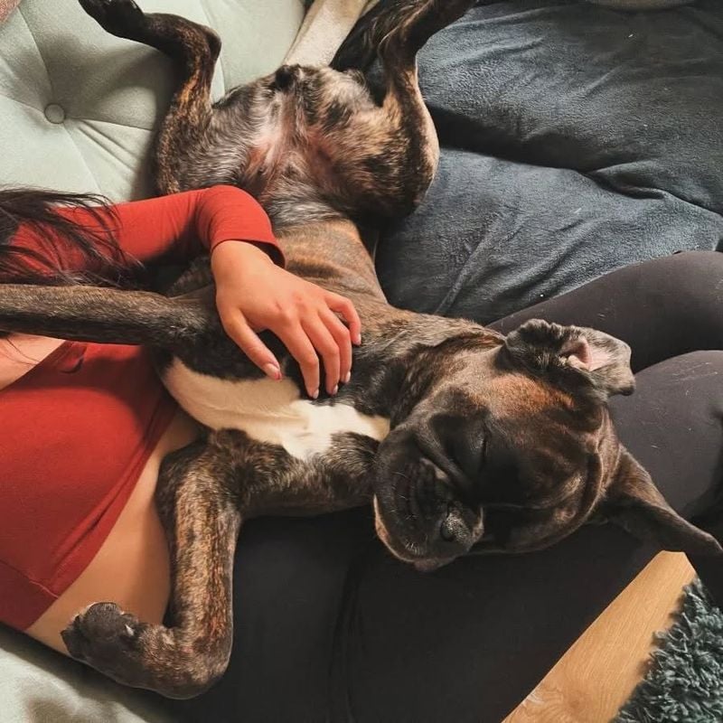 Boxer: The Devoted Body Pillow